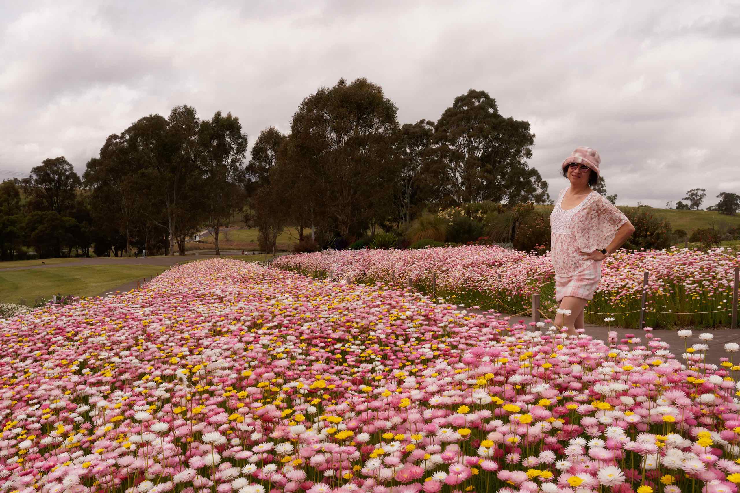 Paper daisies at Mt Annan featured image